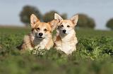 CORGI PEMBROKE 666